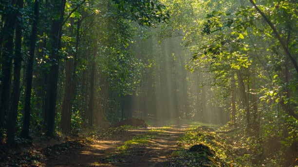 Regulate forest trails, don't shut them down