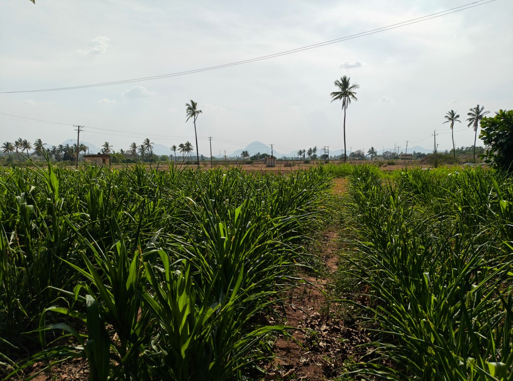 Motorola Edge 70 Pro's camera sample.