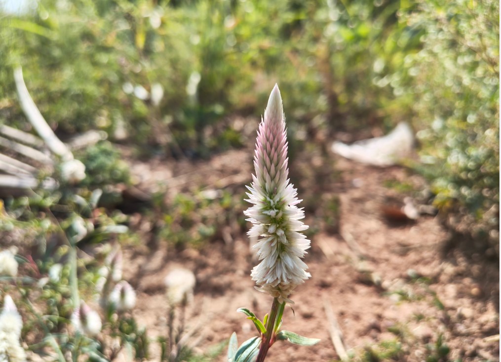 Motorola Edge 70 Pro's camera sample.