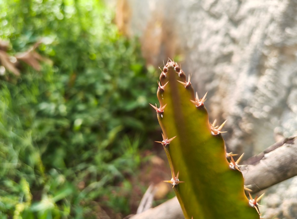 Motorola Edge 70 Pro's camera sample.