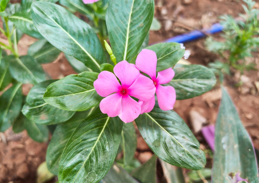 Motorola Edge 70 Pro's camera sample.