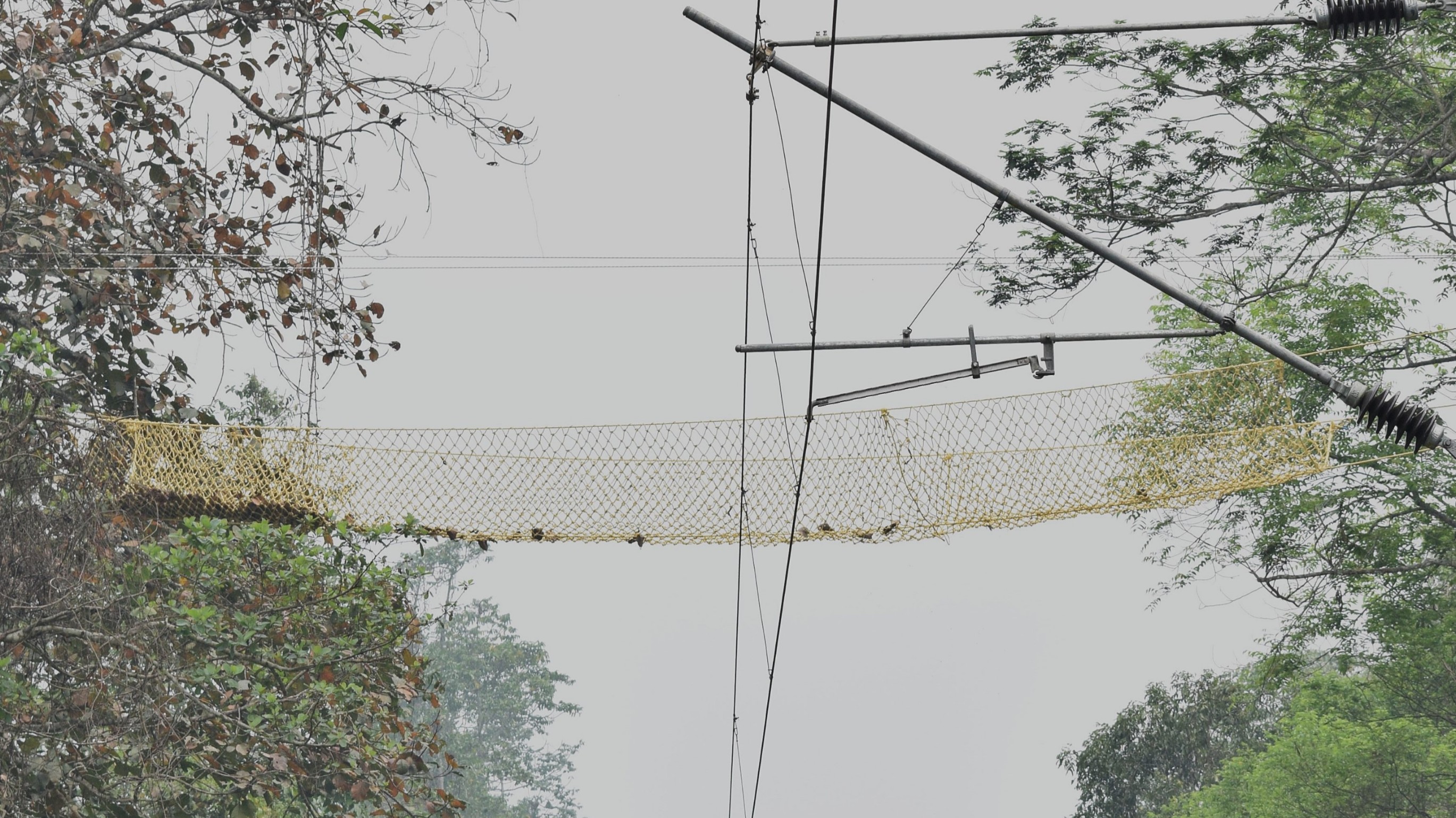 Primate uses canopy bridge to cross rail line at Assam sanctuary; first instance worldwide, says WII
