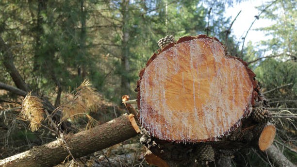 Tree felling exposes flawed priorities