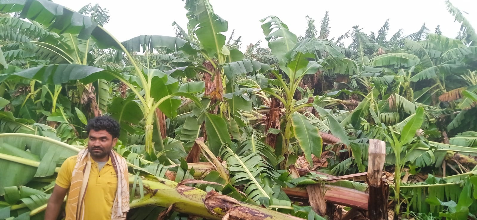 The ready-to-harvest banana cultivated on three acres at Masuthi village in Kolhar taluk of Vijayapura was destroyed in the storm that pounded the region on the intervening night of Thursday and Friday. 