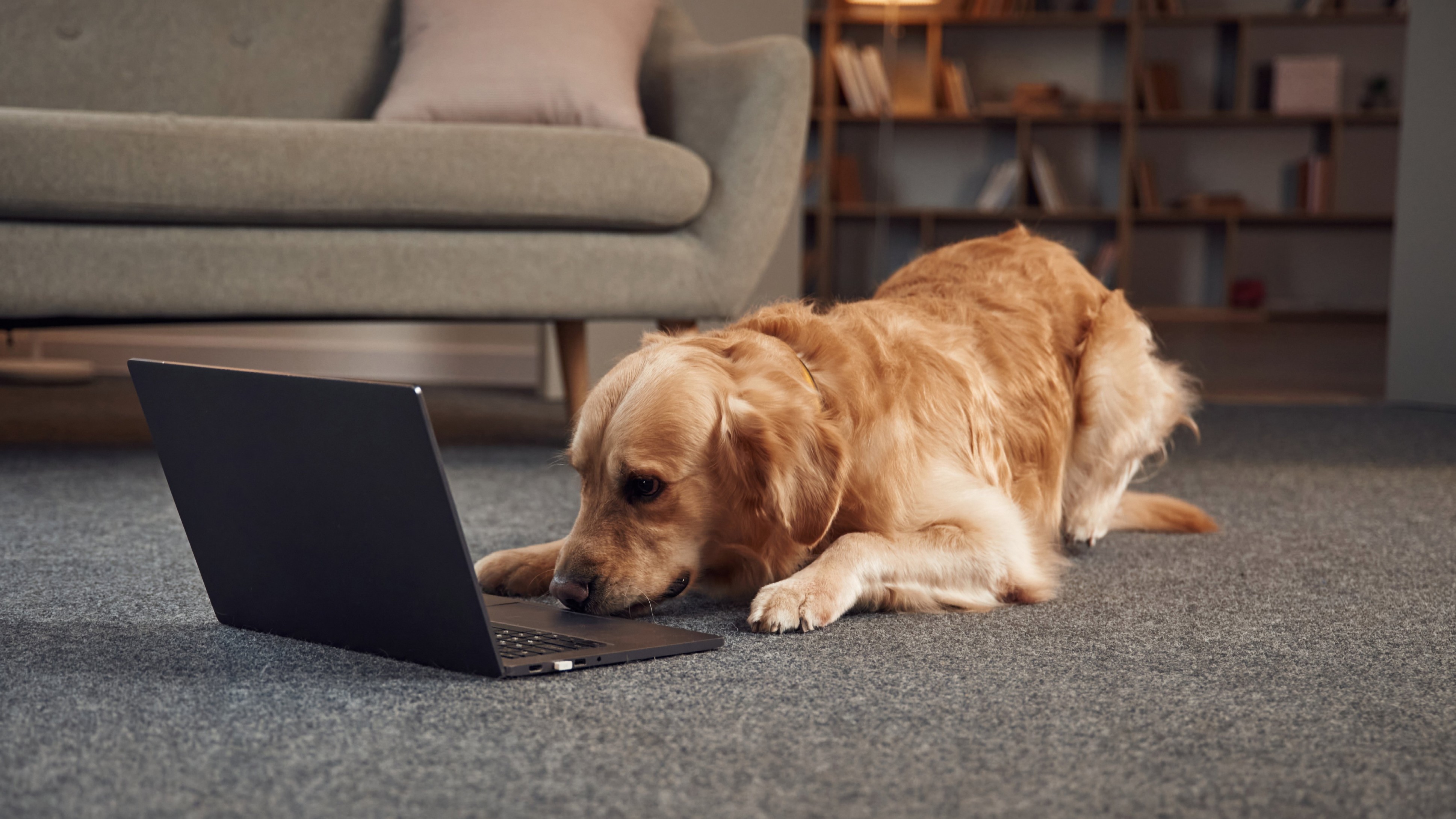 PAWS & LIFE: If my clever dog had a social media account...