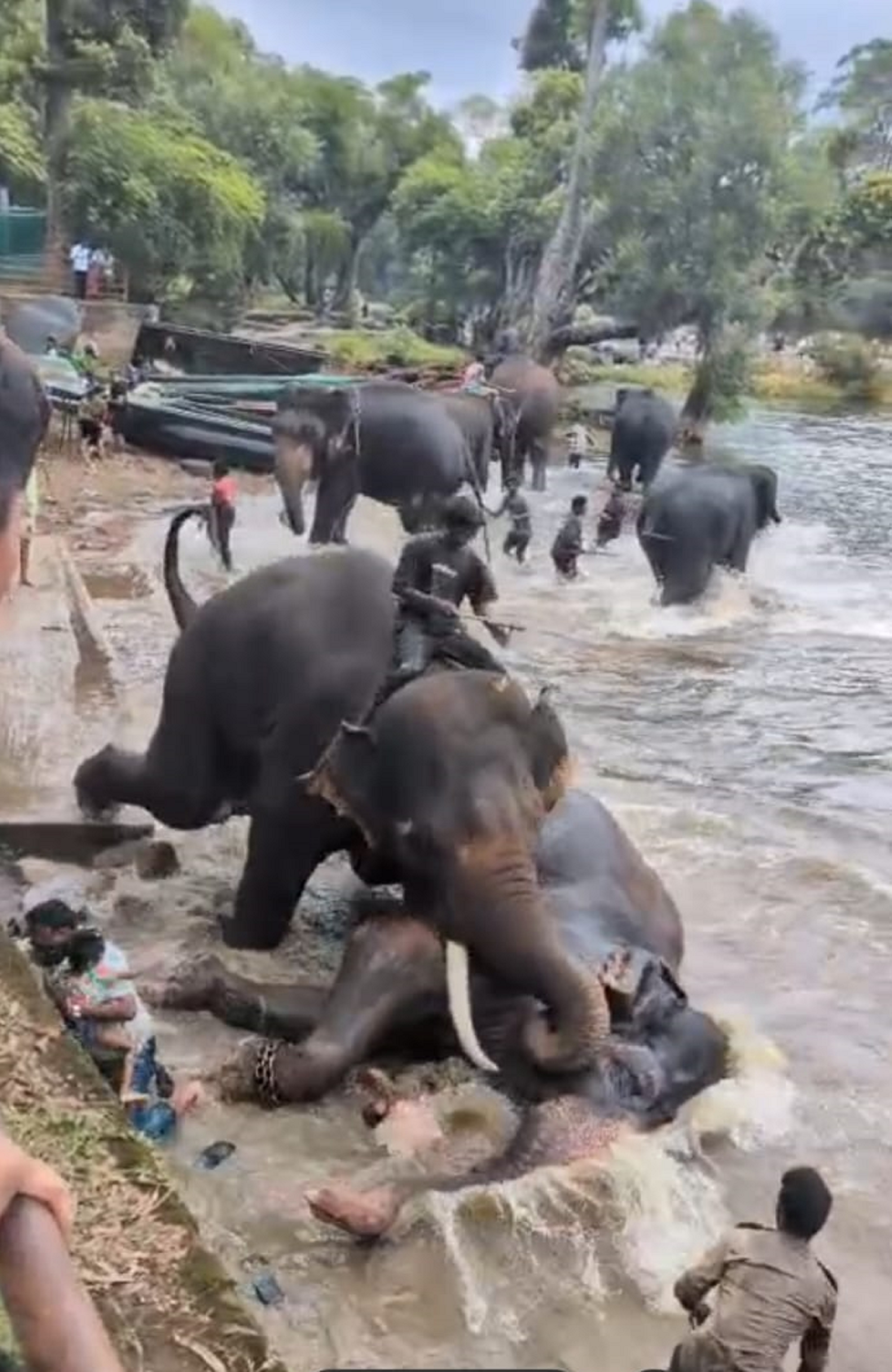 Elephant Kanjan attacks Marthanda at Dubare Elephant Camp 