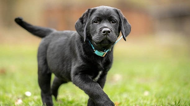 Puppy dies after being thrown into burning tandoor in Chandigarh; case registered