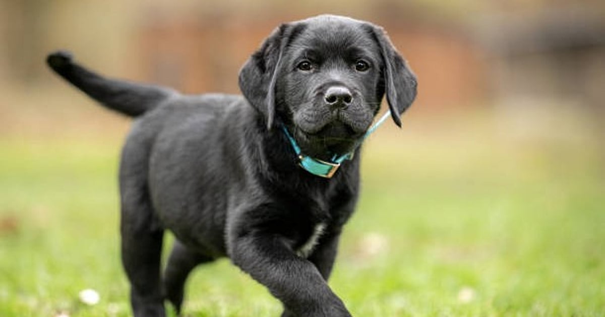 News 26 Puppy dies after being thrown into burning tandoor in Chandigarh; case registered