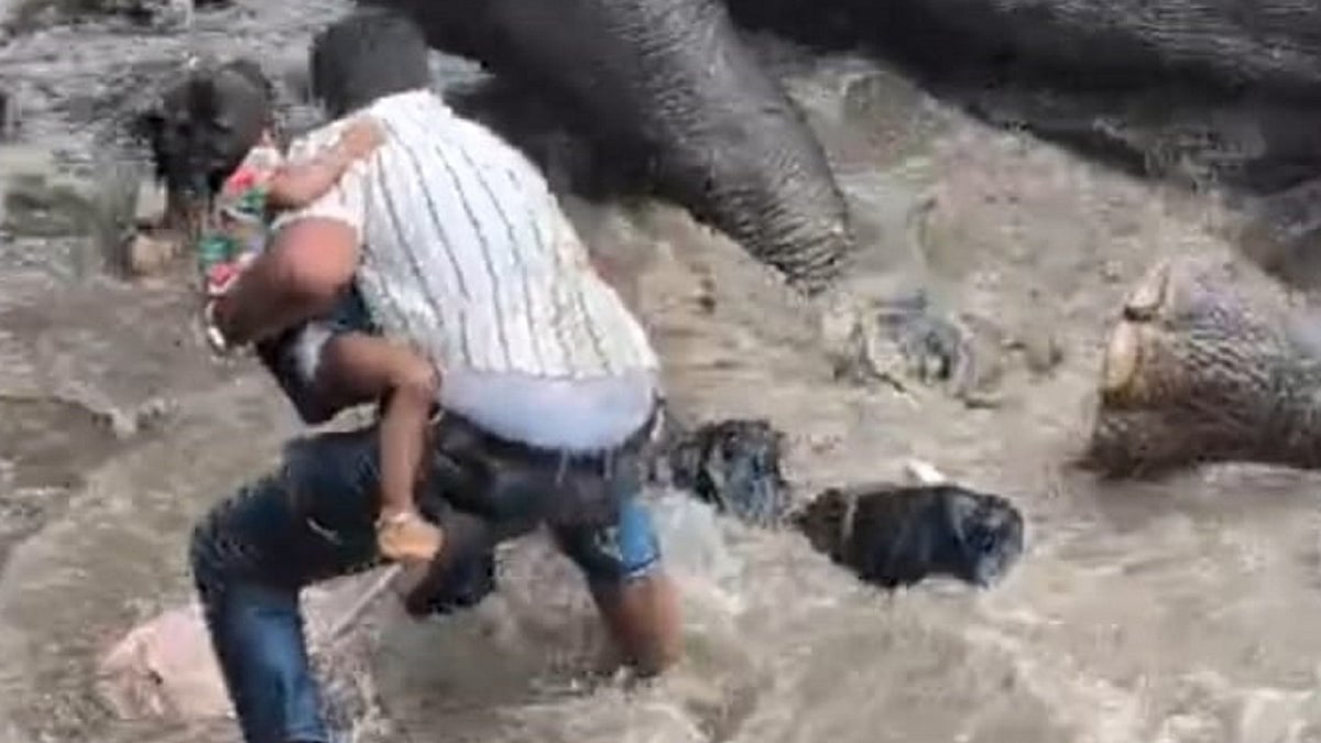 Tourist Crushed to Death as Two Elephants Clash at Dubare Camp