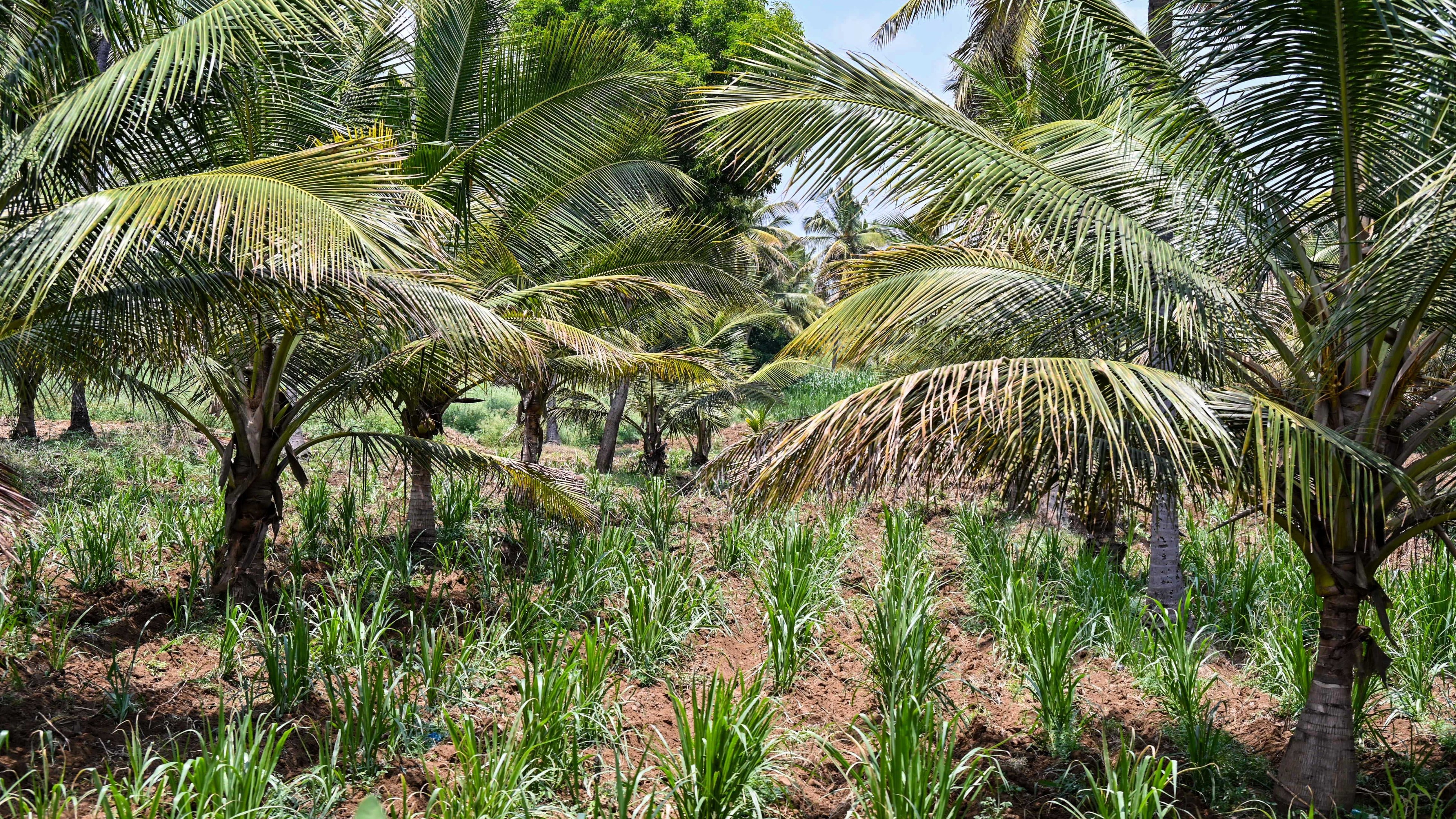 Bidadi township: Land acquisition to hit small farmers