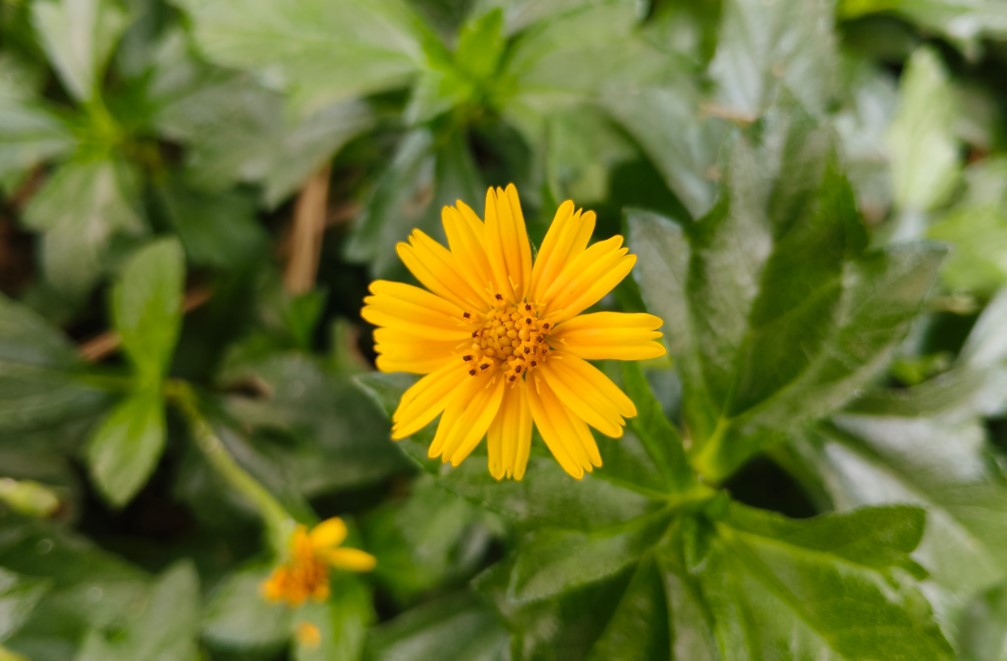 OnePlus Nord CE6 Lite's camera sample.