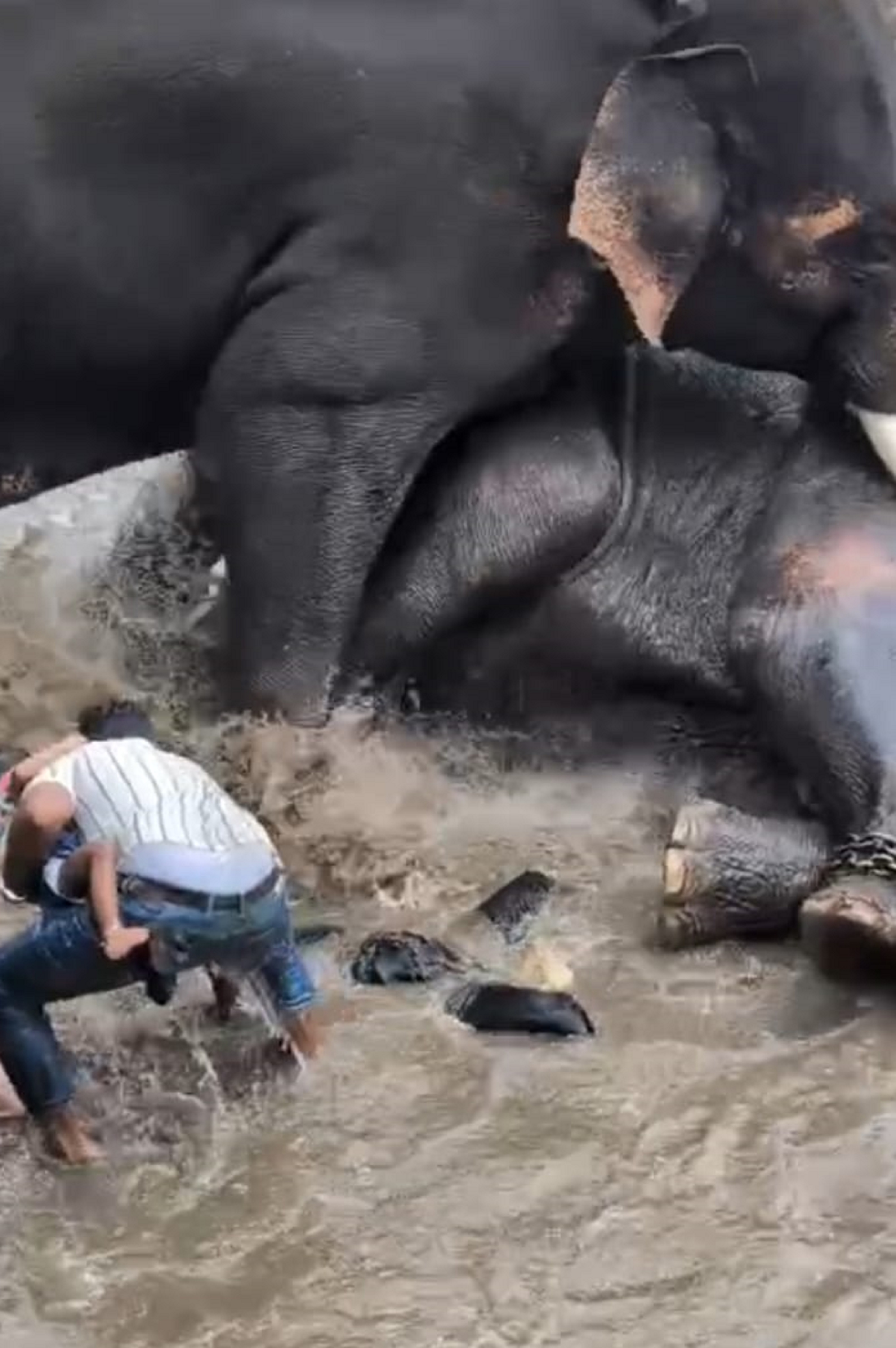 Joel trying to save his wife Joysi who was caught when elephant fell on her at Dubare elephant camp. 