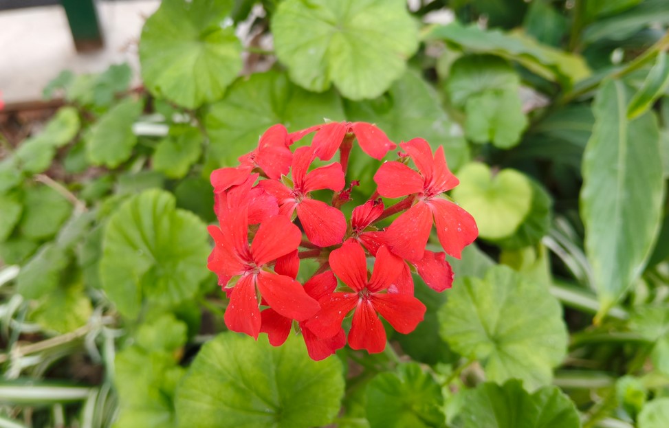 OnePlus Nord CE6 Lite's camera sample.