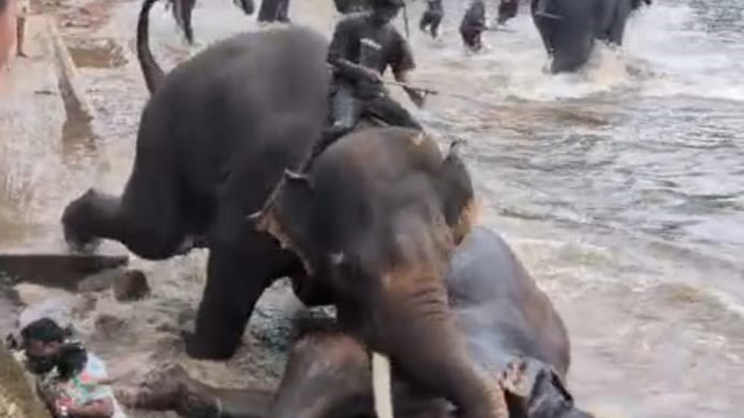 Dubare elephant attack exposes fatal safety risks