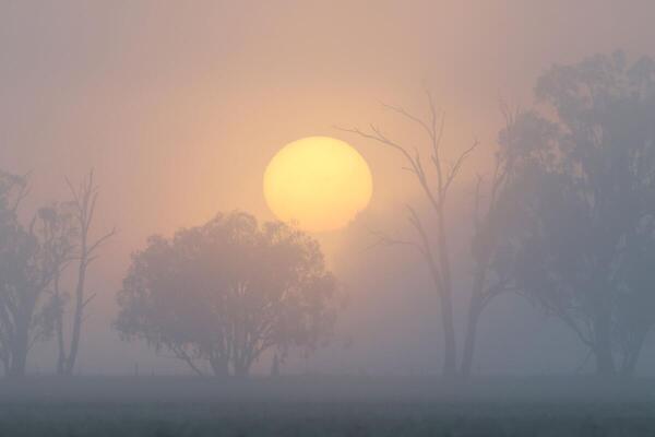 The sun rises through the fog at farm near Brocklesby