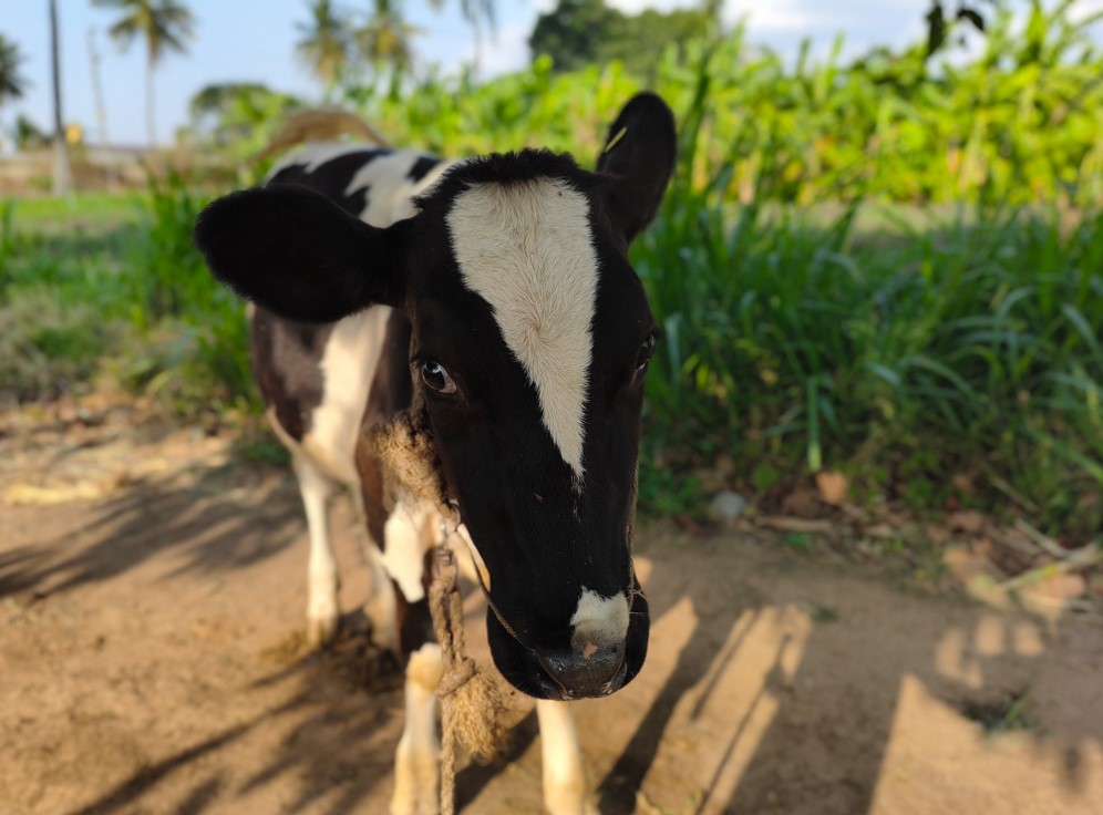 Poco X8 Pro's camera sample.