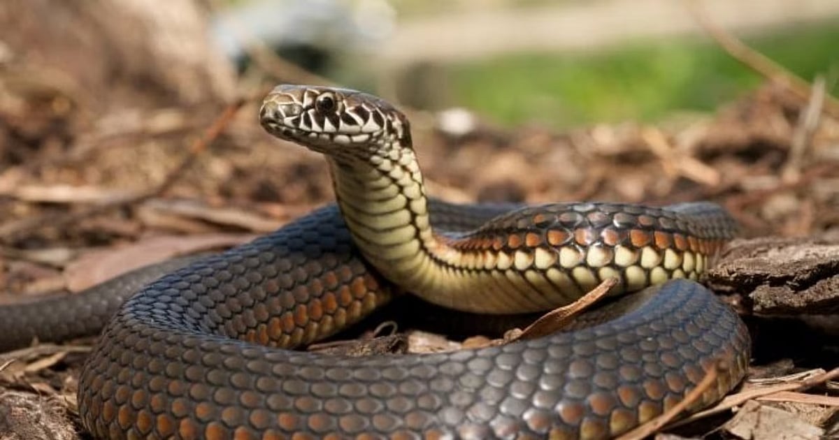 Climate shock | Snakebite deaths reveal systemic failures
