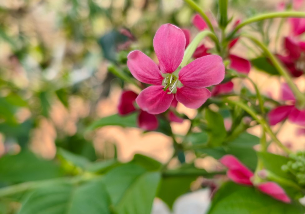 Poco X8 Pro's camera sample.