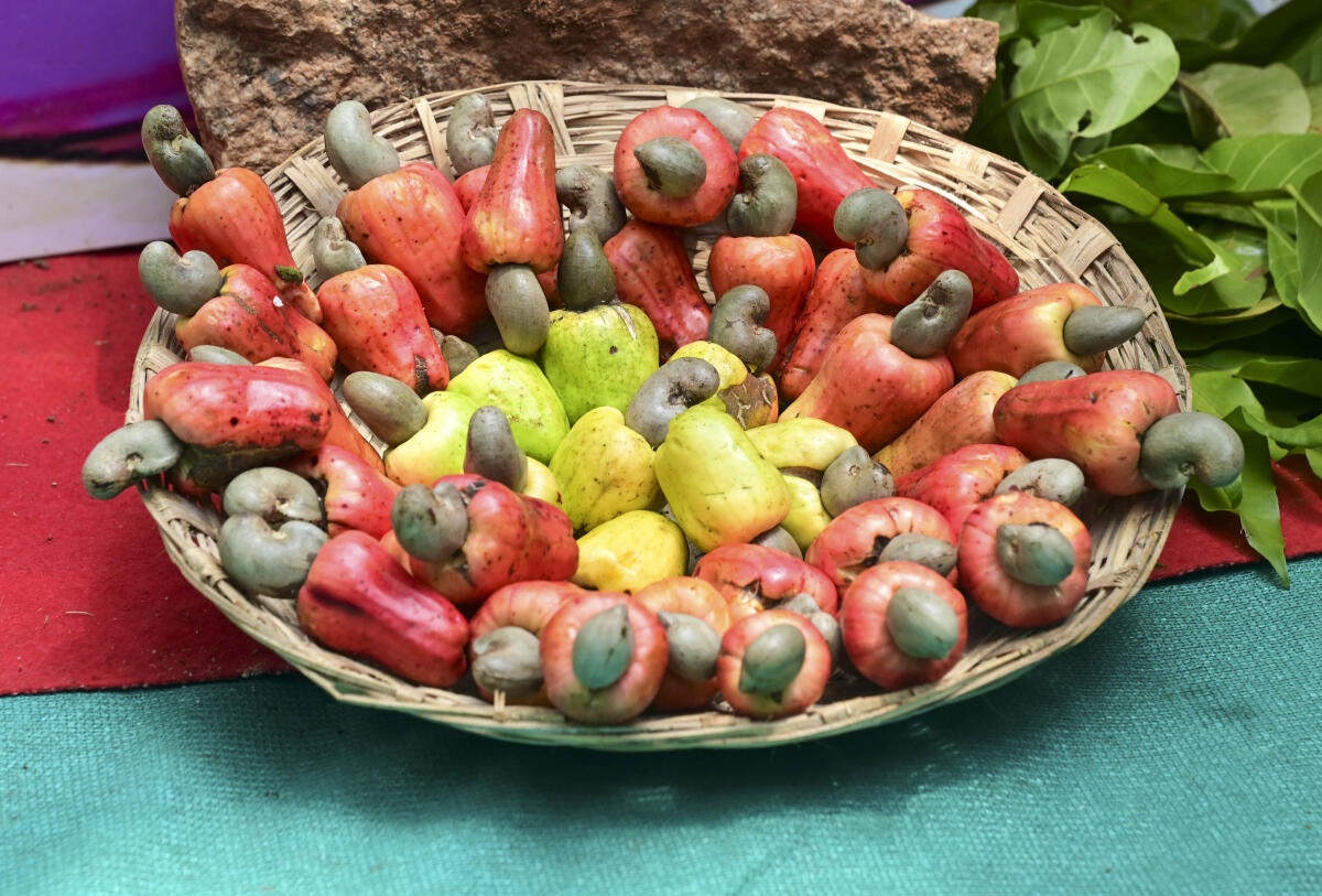 The fleshy yellow to deep red coloured cashew apple that grows to about 3–4 inches. DH Photo/Fakruddin H