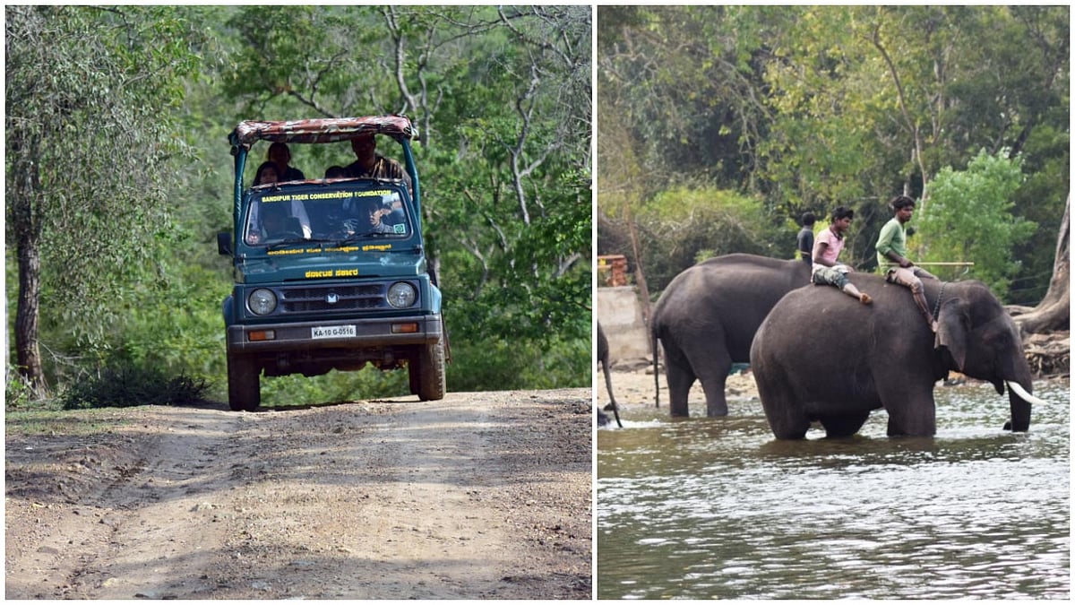 No more open vehicles for safaris in Karnataka, jumbo 'Kanchan' gets the axe from Dasara procession over fight