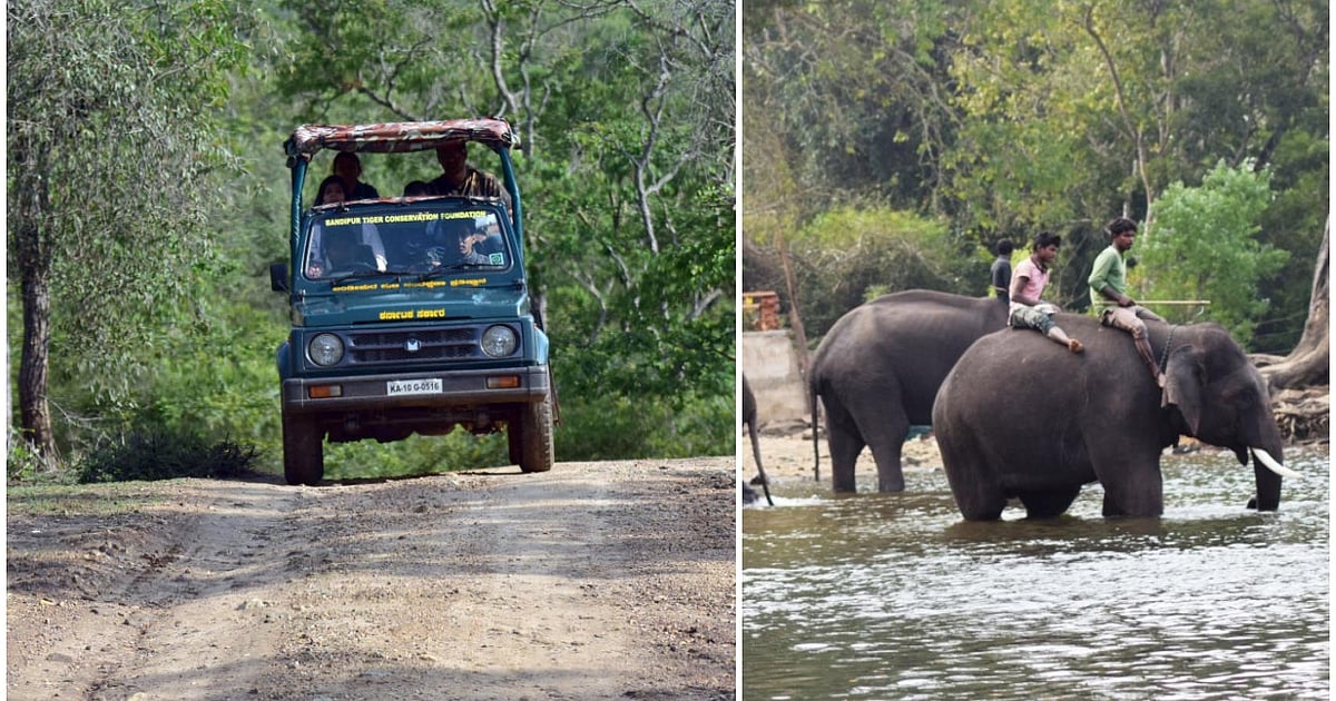 No more open vehicles for safaris in Karnataka, jumbo 'Kanchan' gets the axe from Dasara procession over fight