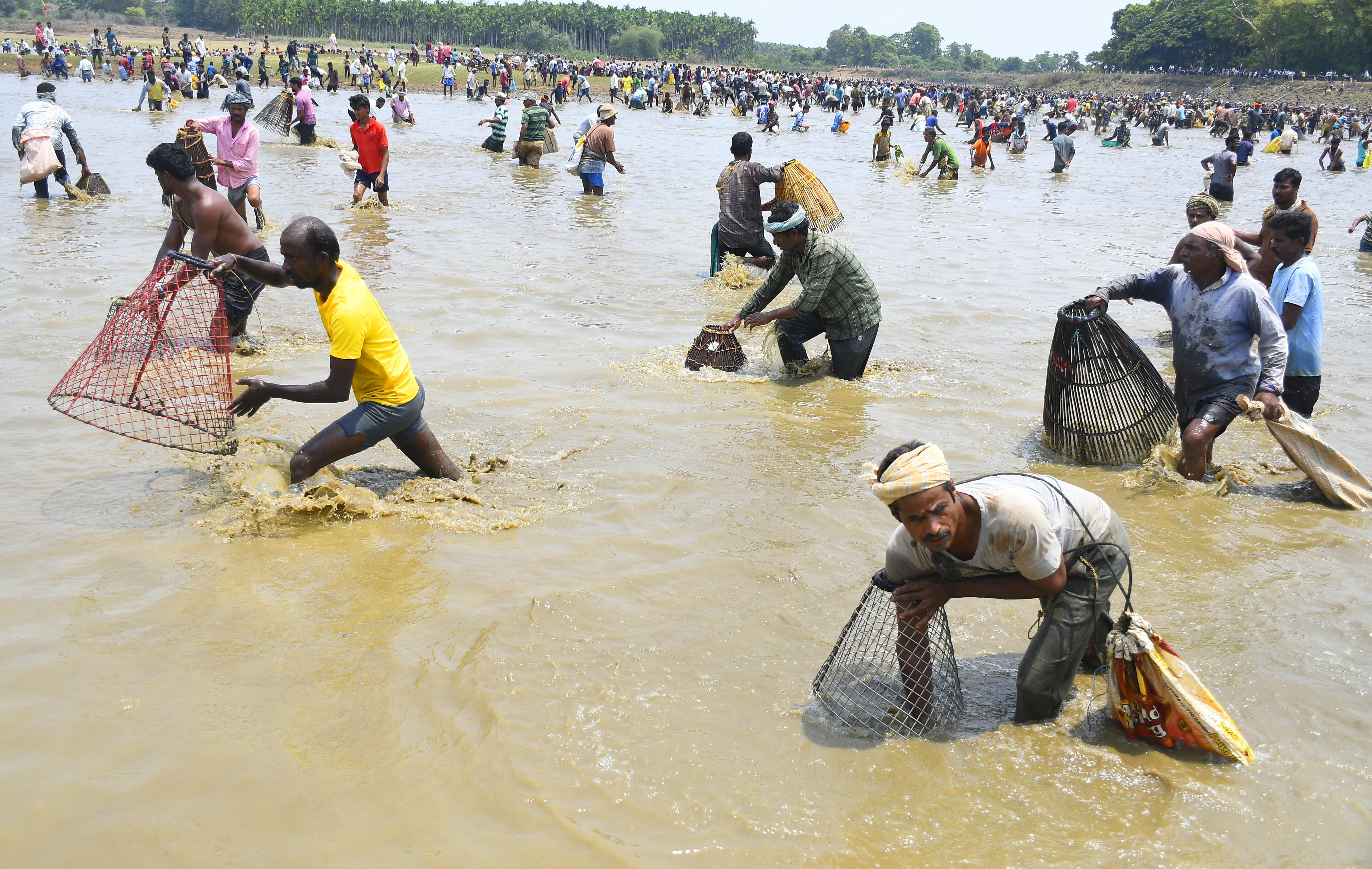 Participants catch fish during Kere Bete organised at Chittur Lake in Sorab taluk of Shivamogga district. DH Photos/Shivamogga Nagaraj