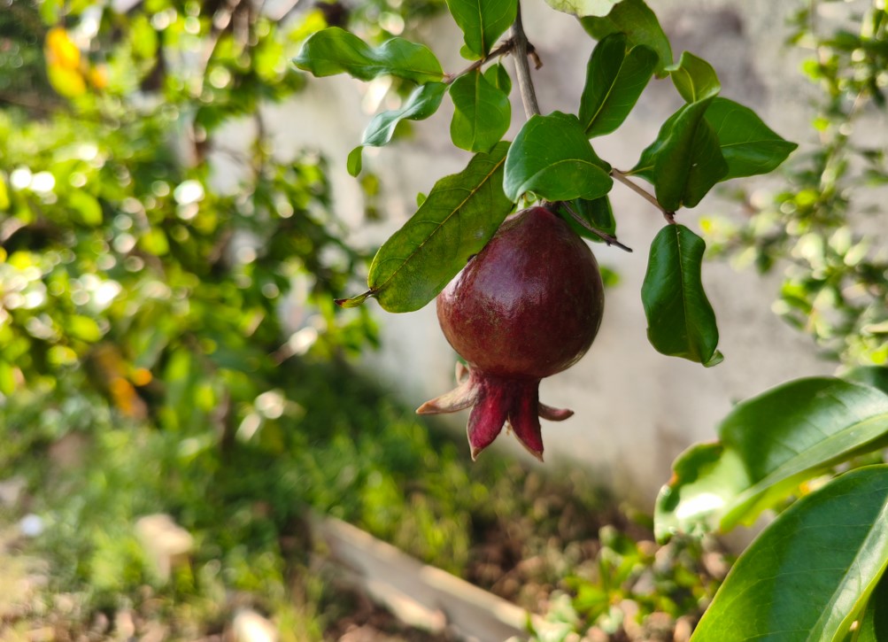 Poco X8 Pro's camera sample.