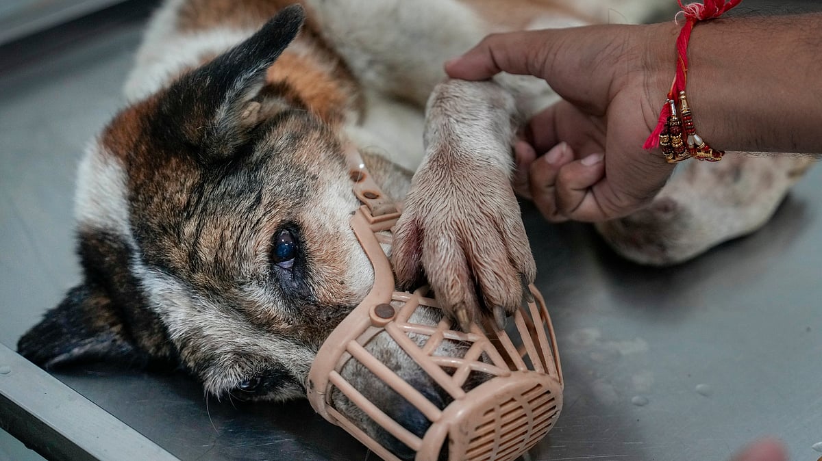 Stray dogs: Focus on shortage of veterinary staff as GBA to begin implementing SC order