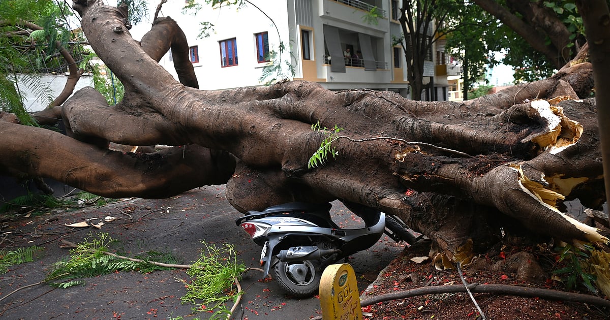 Exotic trees topple the most during Bengaluru rains