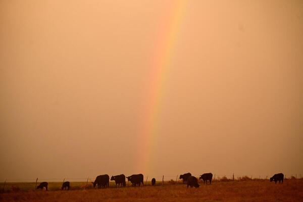 A rainbow forms over cattle grazing amid drought in Wiley, Colorado, US.