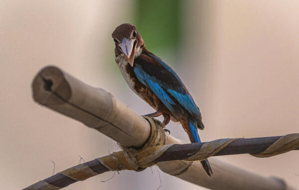 A white-throated kingfisher perches on the banks of Sangam on World Biodiversity Day, in Prayagraj.