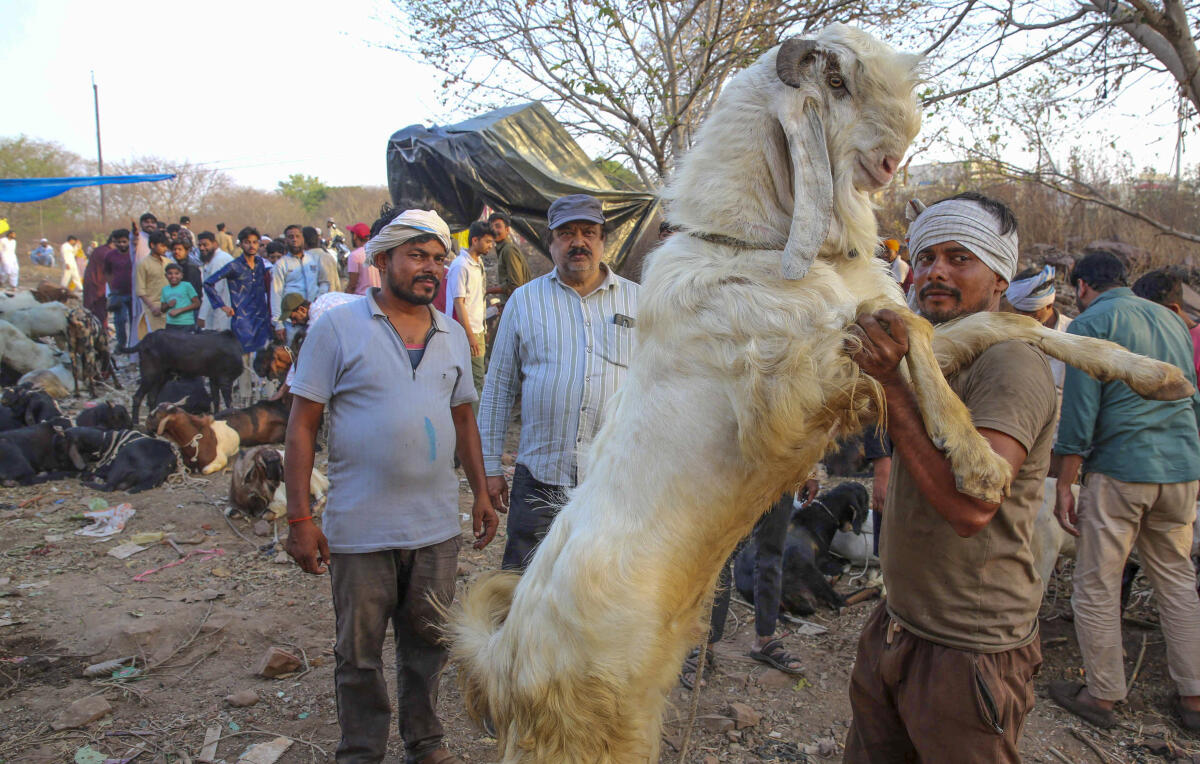 Traders and customers at a livestock market ahead of Eid al-Adha festival, in Bhopal.