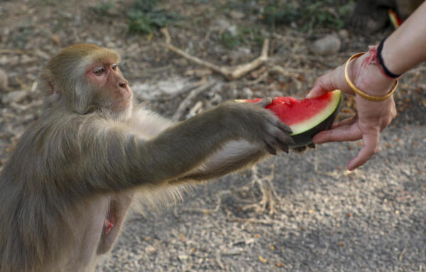A monkey takes a watermelon slice on a hot summer day, in Jammu.