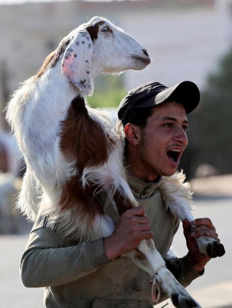 A vendor carries a sacrificial animal at a livestock market, ahead of the Muslim festival of sacrifice Eid al-Adha, in Giza, on the outskirts of Cairo, Egypt.