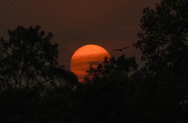 A common kite during its flight against the backdrop of the setting sun, in Kolkata, West Bengal.