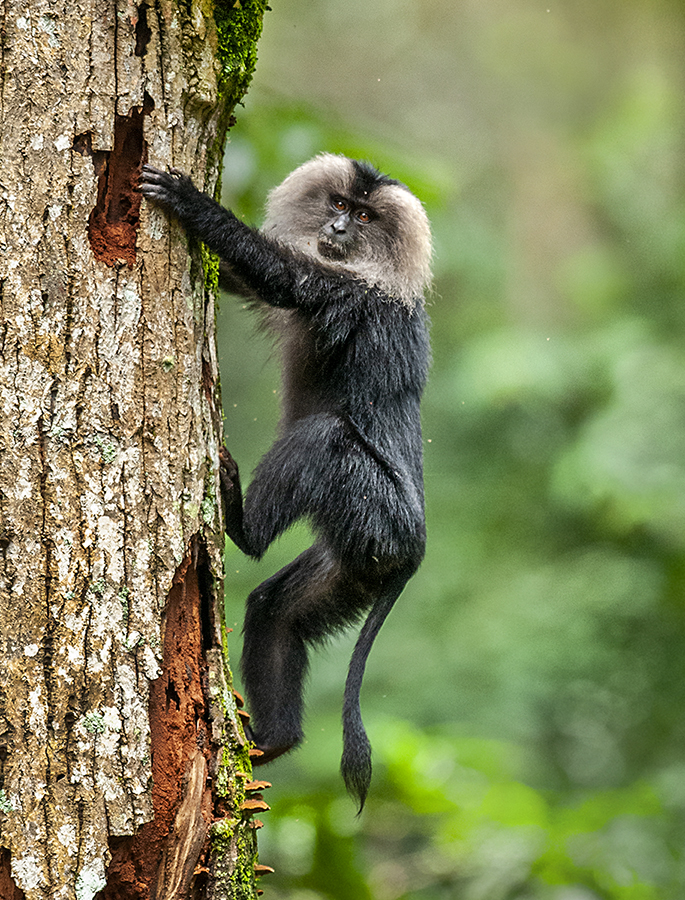 India’s conservation focus remains skewed towards charismatic wildlife leaving non-flagship species such as the Indian grey wolf and lion-tailed macaque underfunded and underprioritised.