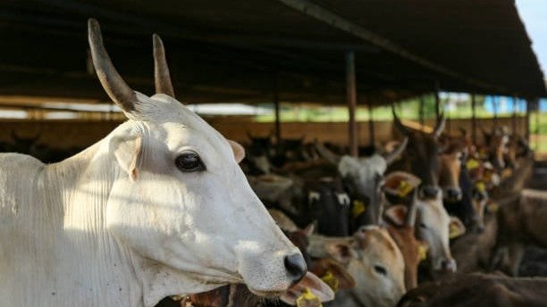 Uttar Pradesh: Days before Bakrid, Muslim organisations demand 'national animal' status for cow