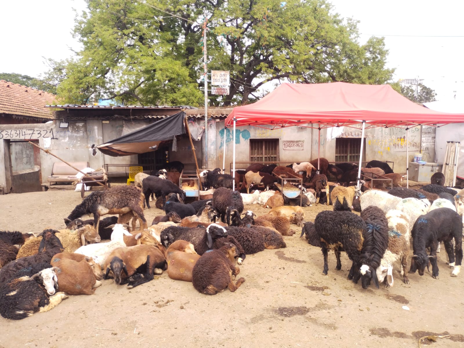 Animals brought to the slaughterhouse on Tannery Road. 