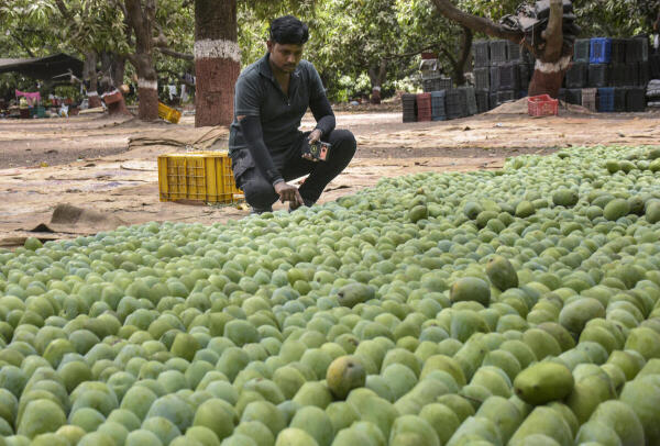 A worker arranges mangoes, in Surat, Gujarat.