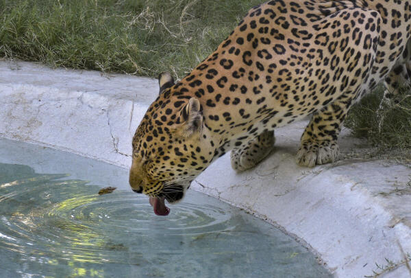 A leopard cools off itself on a hot summer day at Sarthana Nature Park, in Surat, Gujarat.