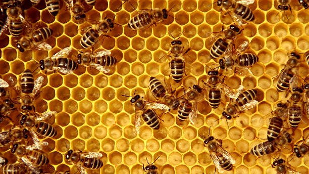 A silent war on the bees
