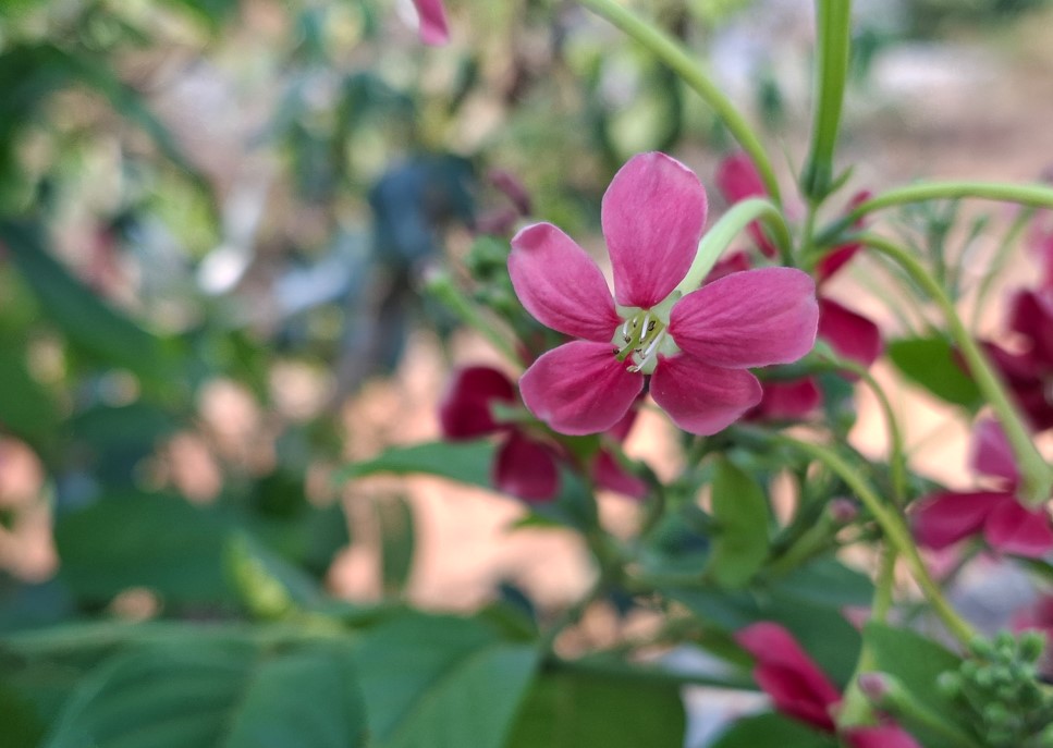 Samsung Galaxy A37 5G's camera sample.