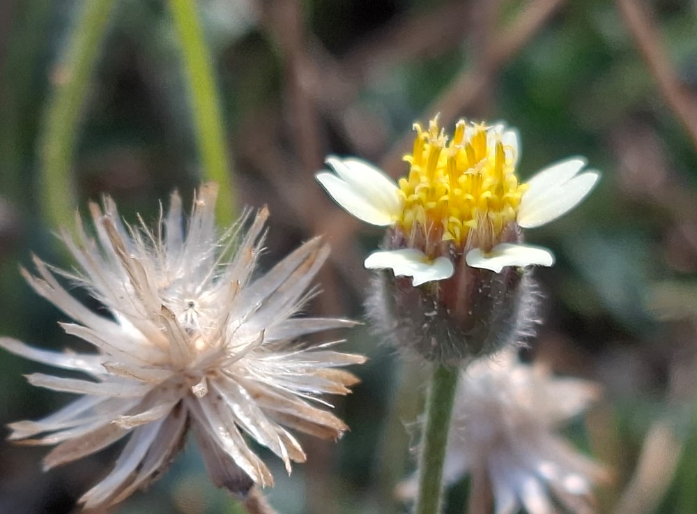 Samsung Galaxy A37 5G's camera sample.