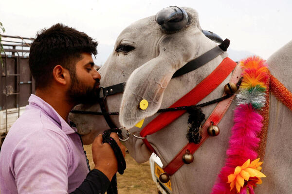 Ziyan Ahmad, 24, kisses his cattle, a white bull, as it is put up for sale at a livestock market ahead of the Eid al-Adha festival in Srinagar, Kashmir.