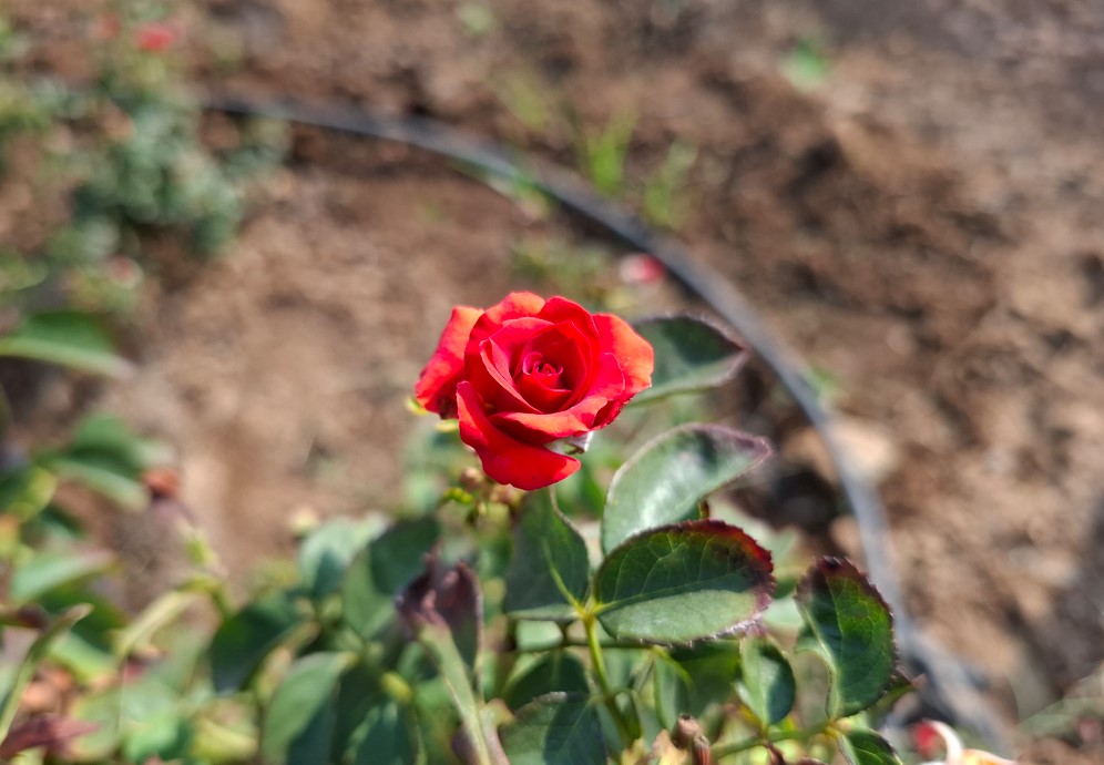 Samsung Galaxy A37 5G's camera sample.