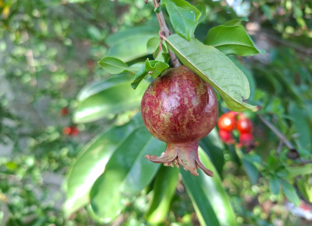 Samsung Galaxy A37 5G's camera sample.