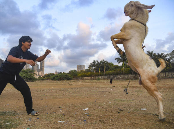 A boy plays with a goat ahead of Bakri Eid (Eid al-Adha), in Mumbai, Maharashtra.
