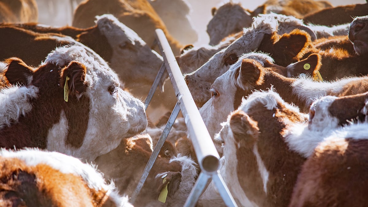 Muslims voluntarily decided not to sacrifice cow during Eid-Al Adha: Assam CM Himanta
