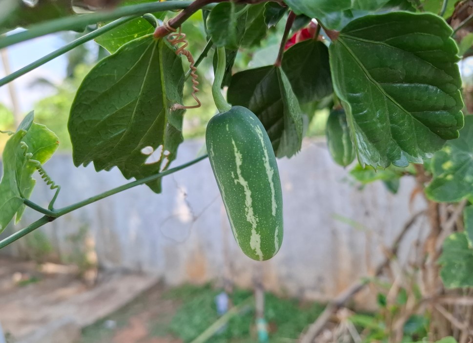 Samsung Galaxy A37 5G's camera sample.