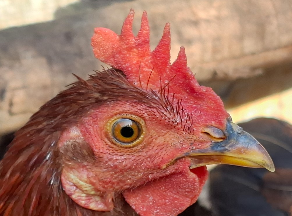 Samsung Galaxy A37 5G's camera sample.